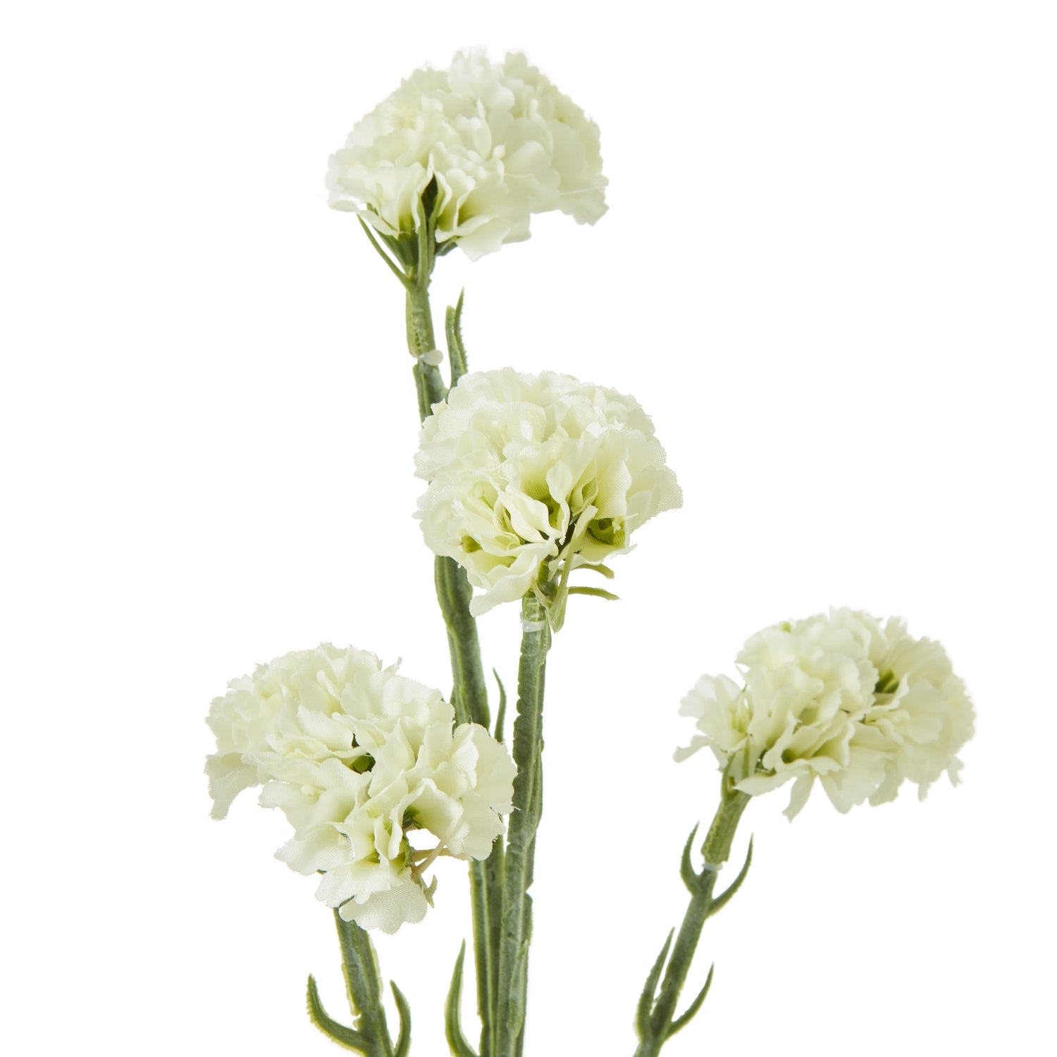 Green Sedum Spray