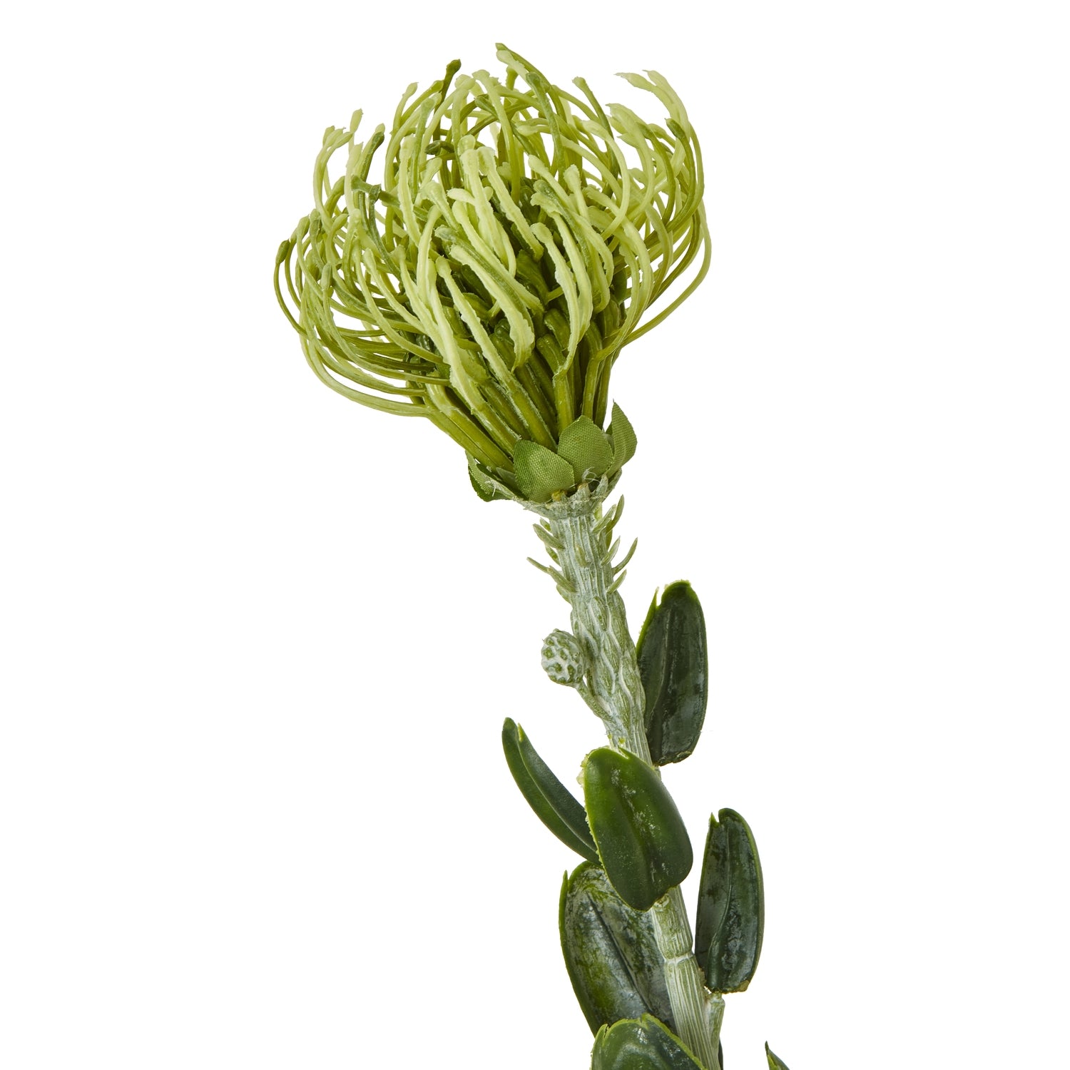Large Green Banksia Serrata Stem