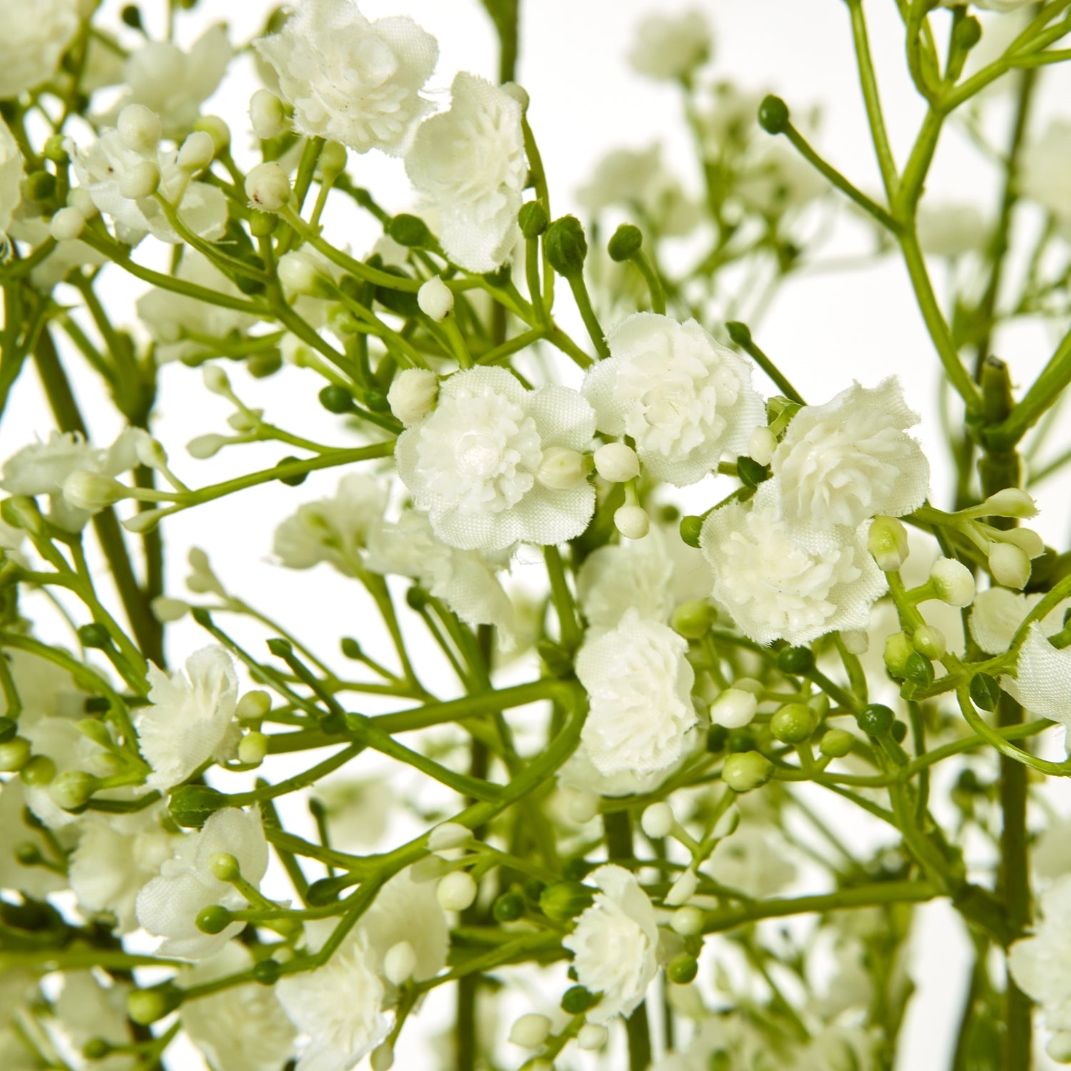 Cream Allium Stem