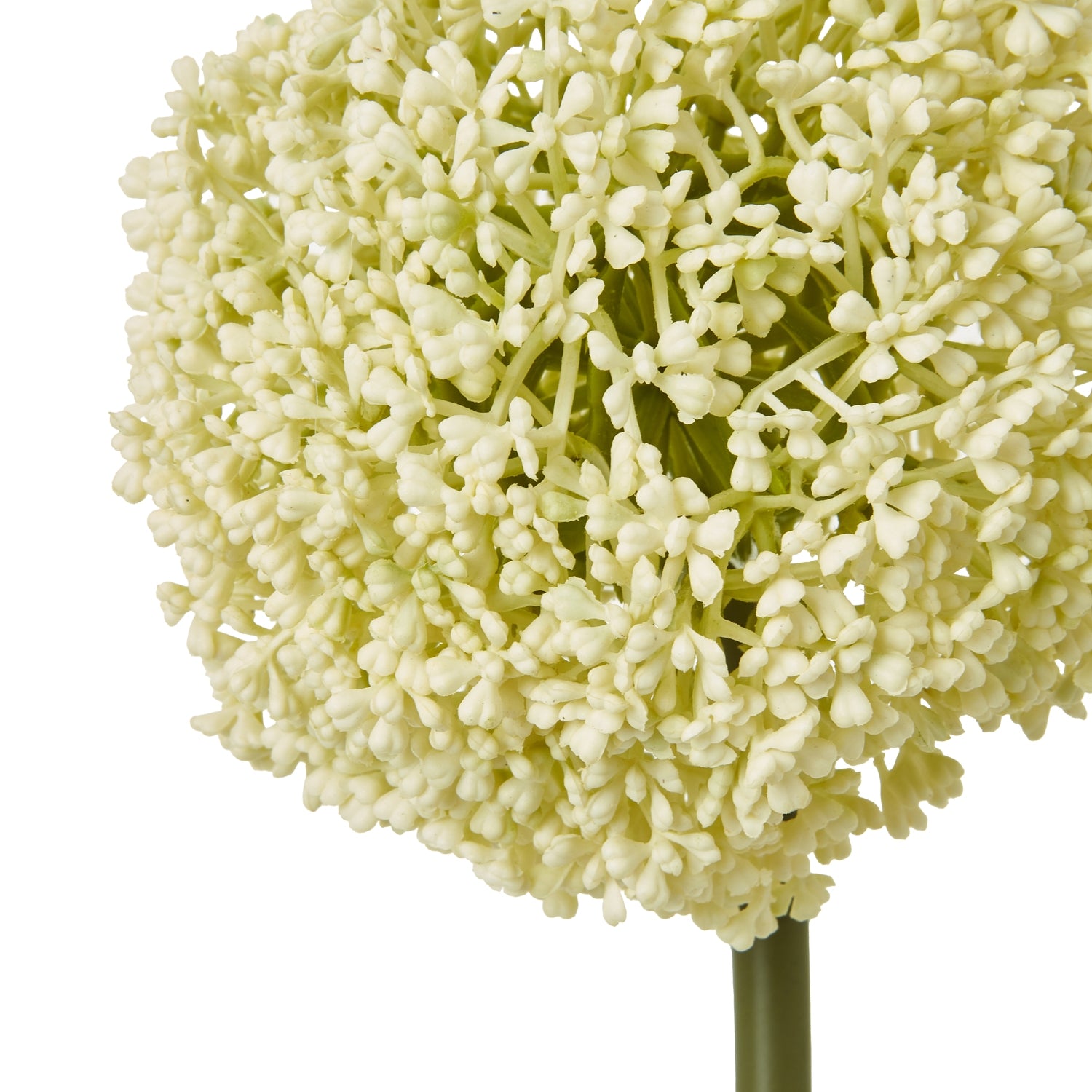 Green Eremurus Stem