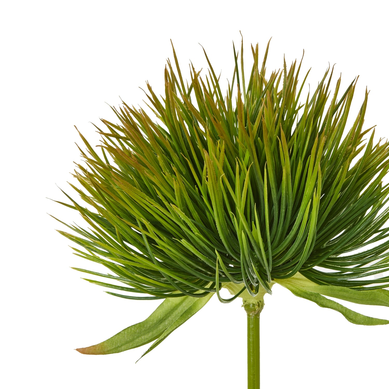 Green Giant Allium Stem