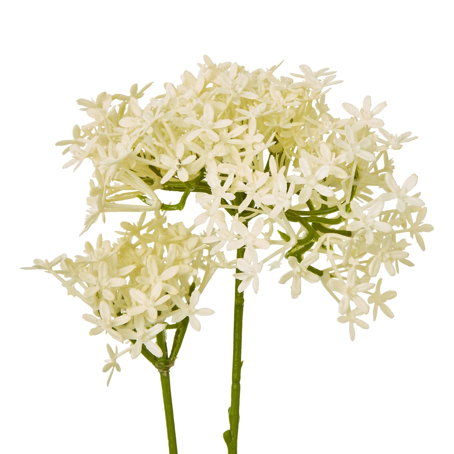 Green Crown Hydrangea Stem