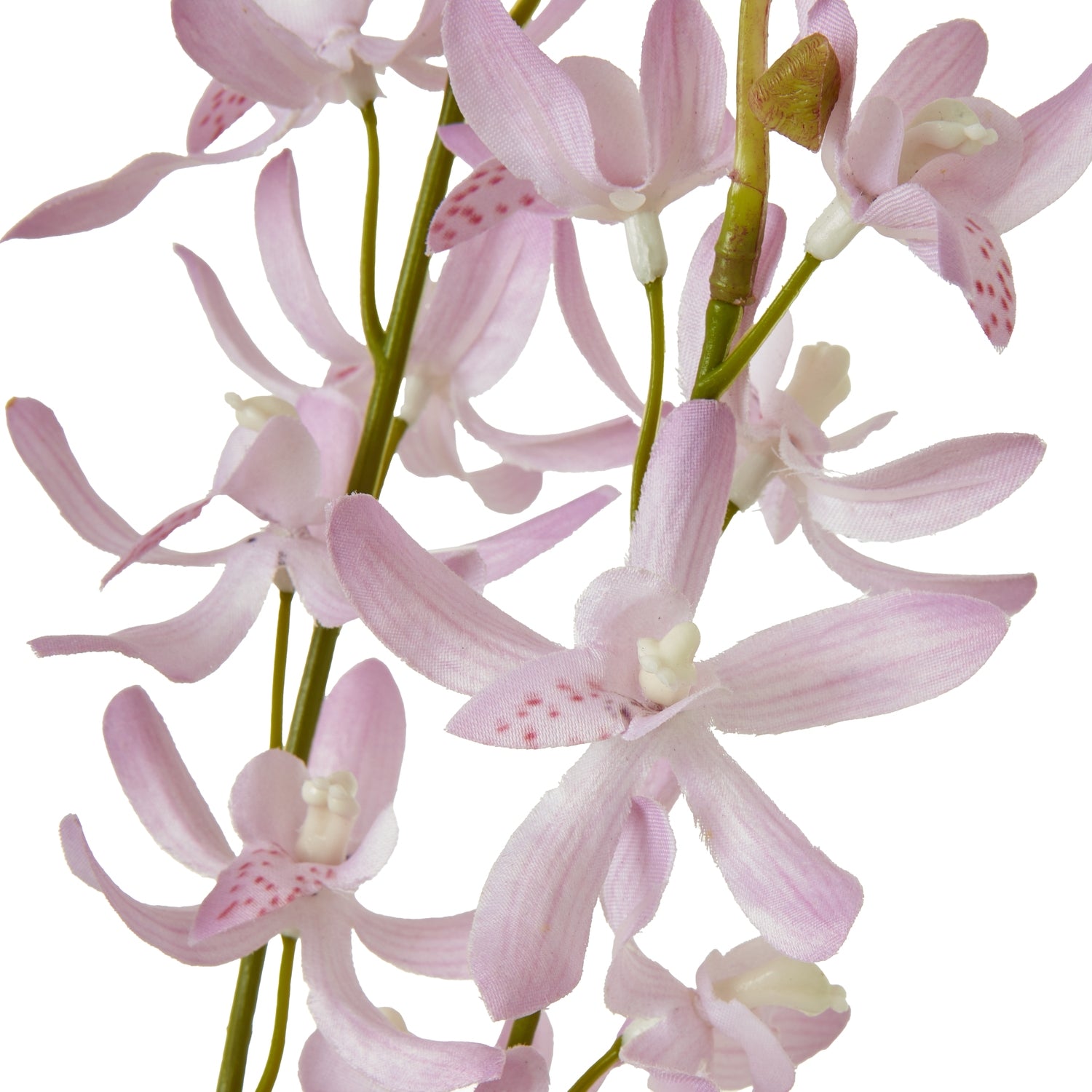 White Hyacinth Stem