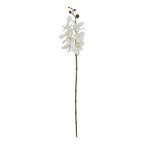 Large White Butterfly Orchid Stem