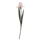 The Natural Garden Collection Pale Pink Fringed Iris
