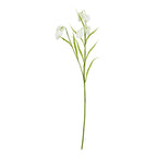 The Natural Garden Collection White Fritillaria Stem