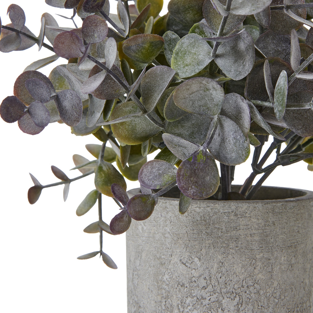 Apulia Olive Tree In White Pot 180Cm