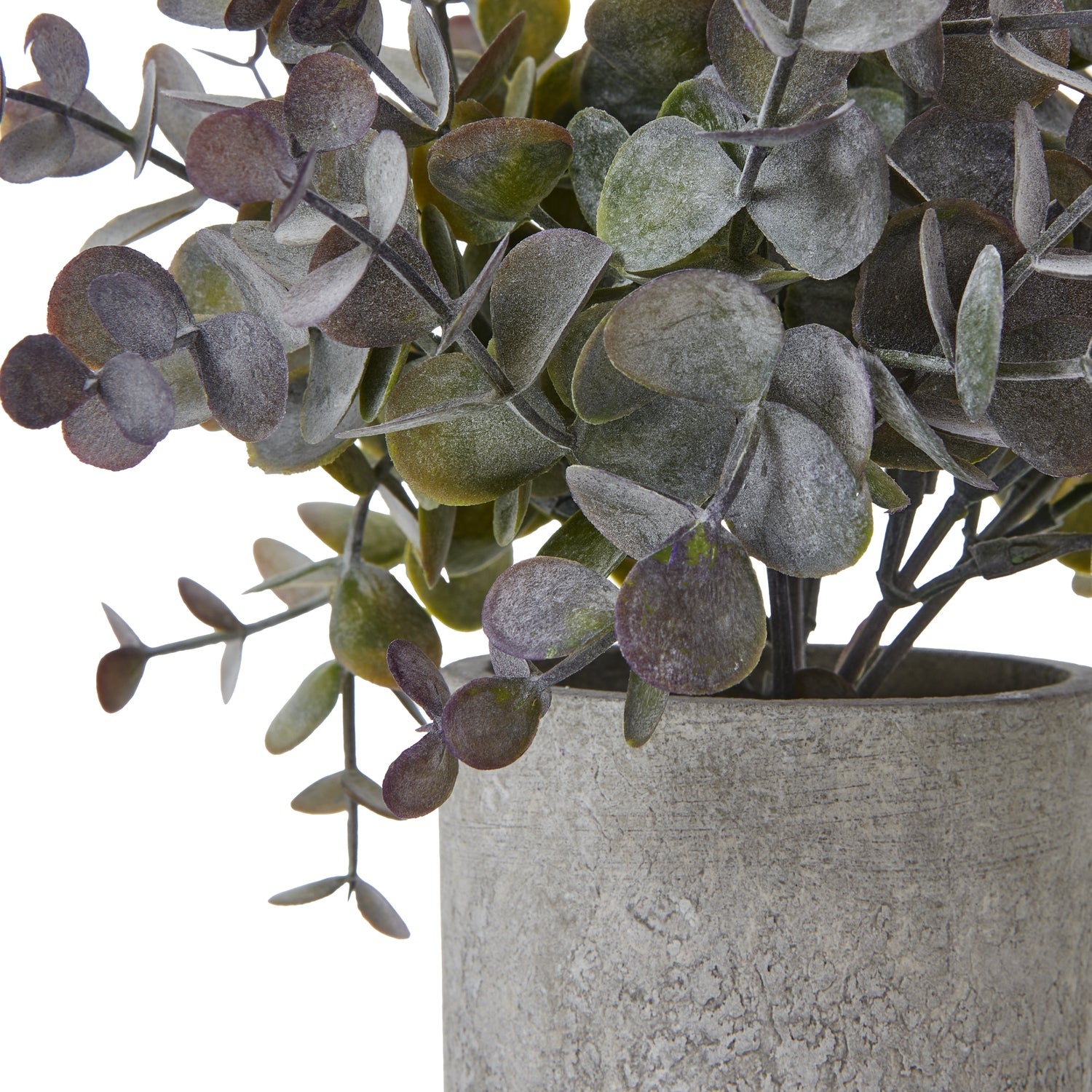 Apulia Olive Tree In White Pot 180Cm
