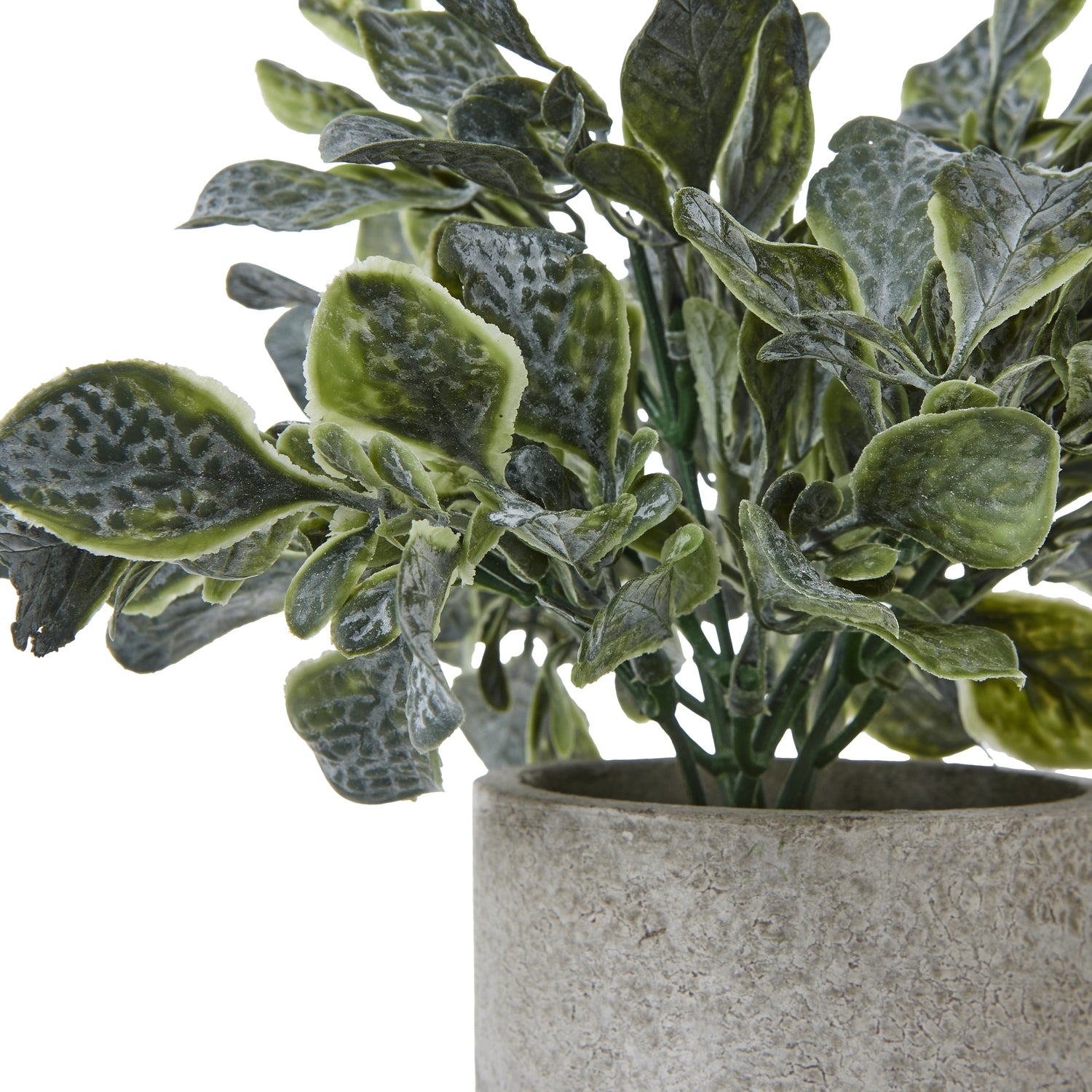Apulia Olive Tree In White Pot 210Cm