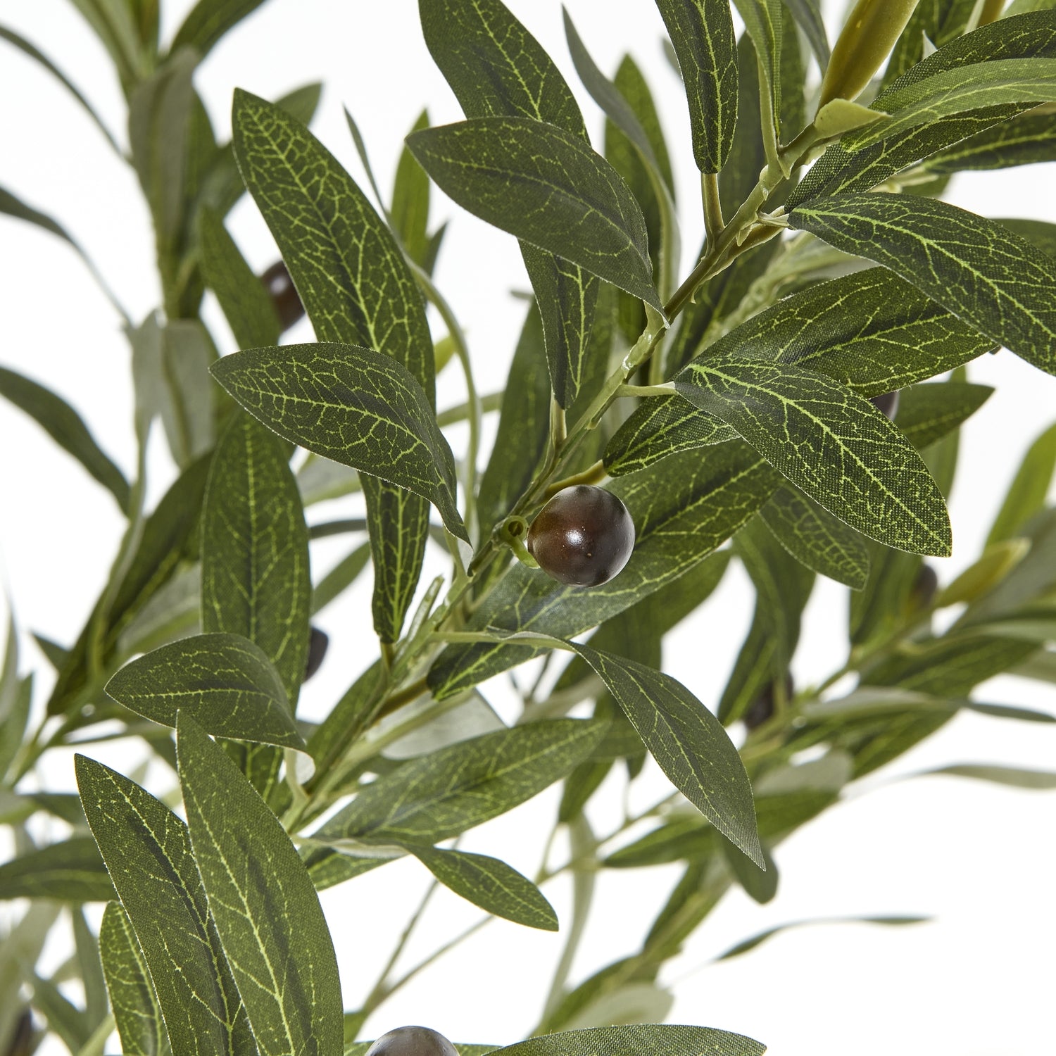 Apulia Olive Tree In White Pot 240Cm