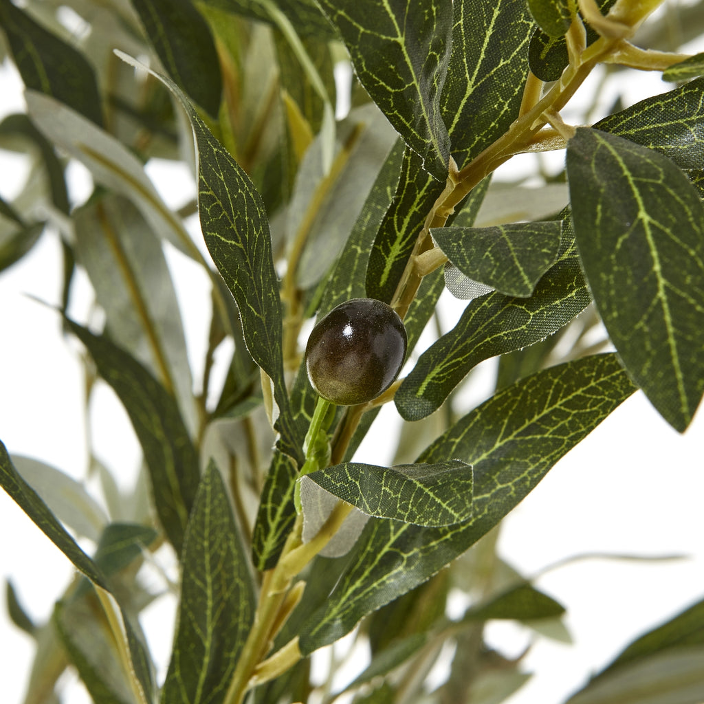 Apulia Olive Tree In White Pot 150Cm