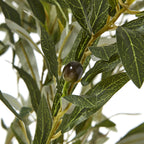 Apulia Olive Tree In White Pot 150Cm