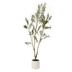 Apulia Olive Tree In White Pot 210Cm