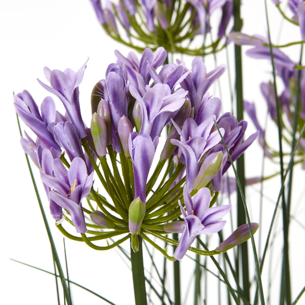 White Agapanthus Plant In Pot