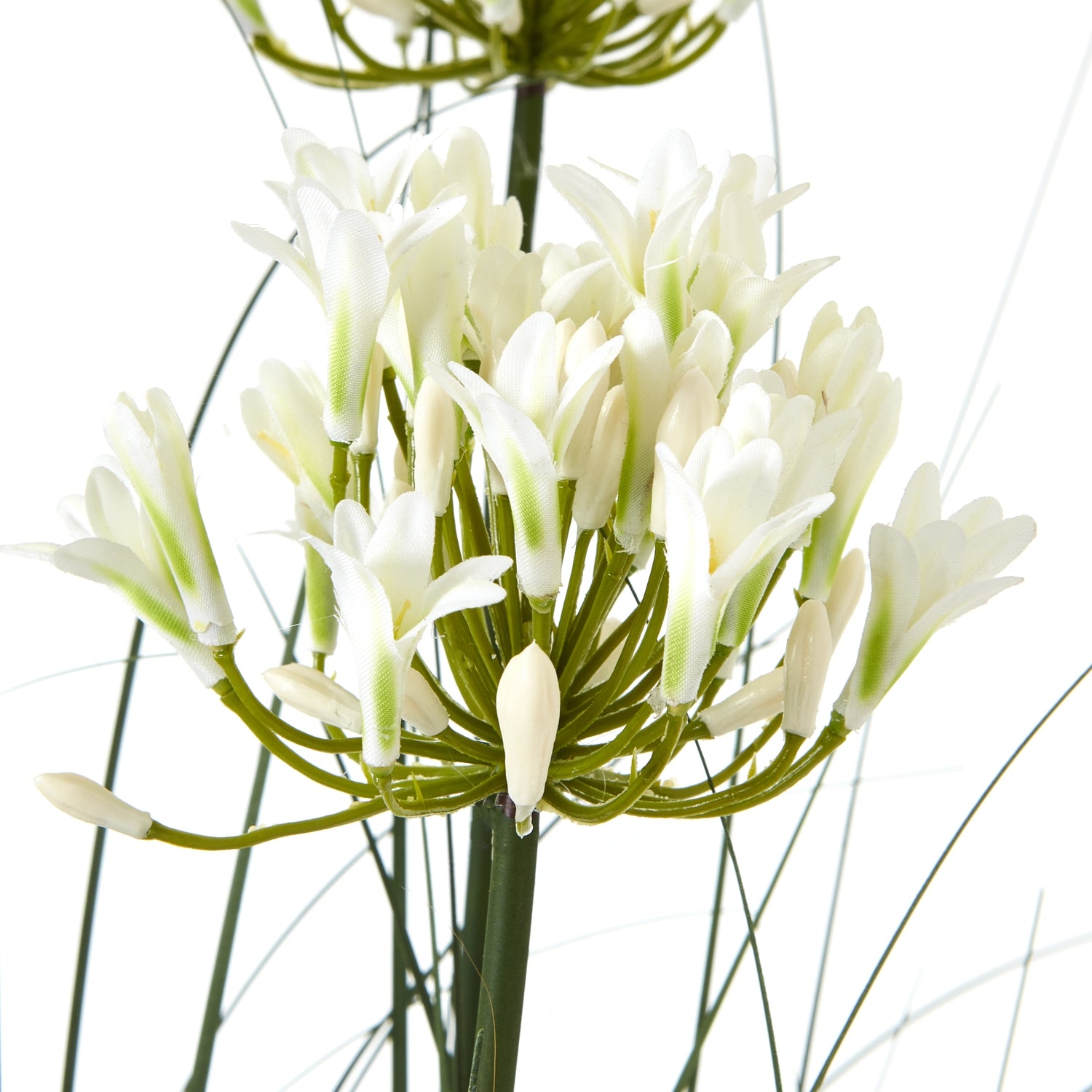 Blue Agapanthus Plant In Pot