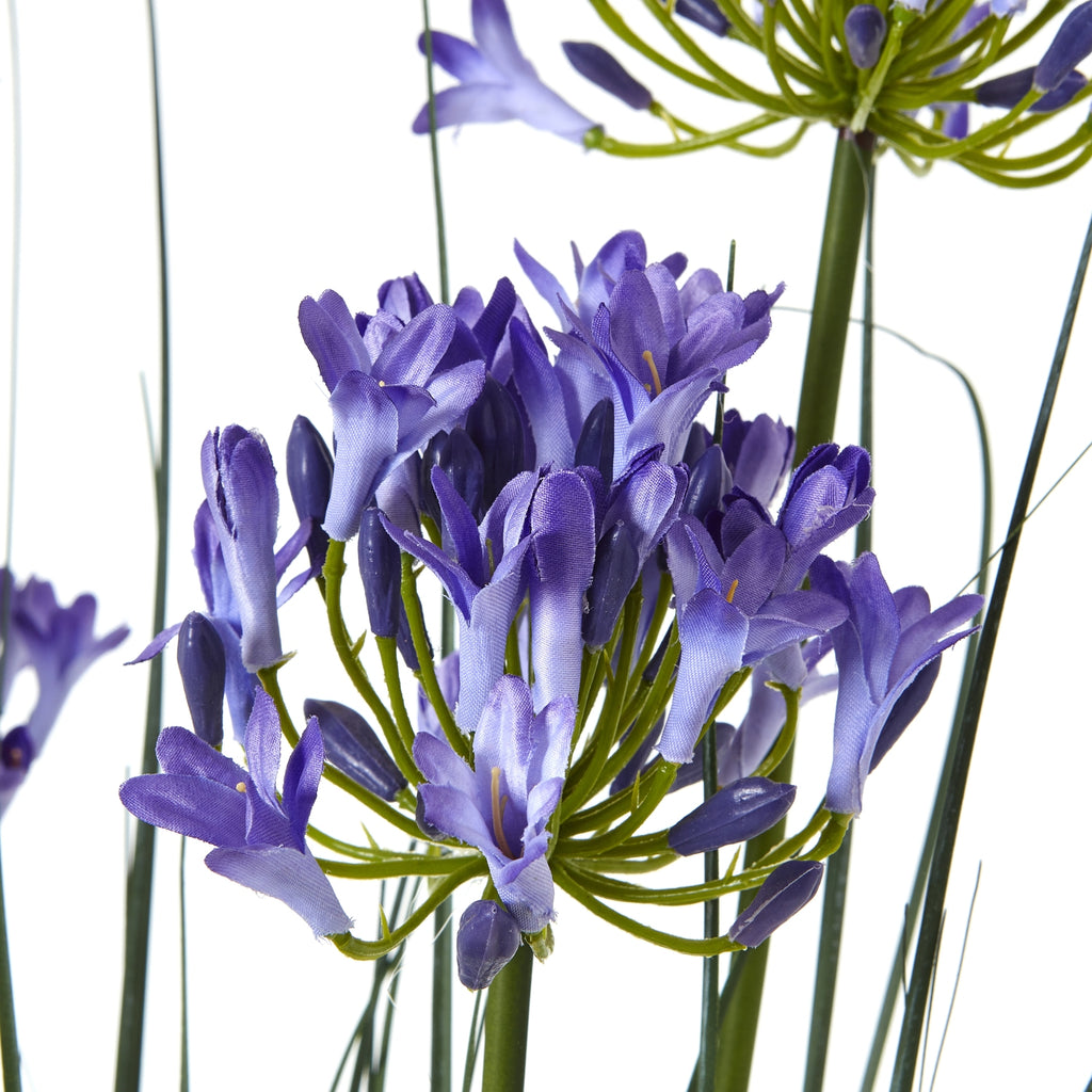 Purple Agapanthus Plant In Pot