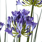 Purple Agapanthus Plant In Pot