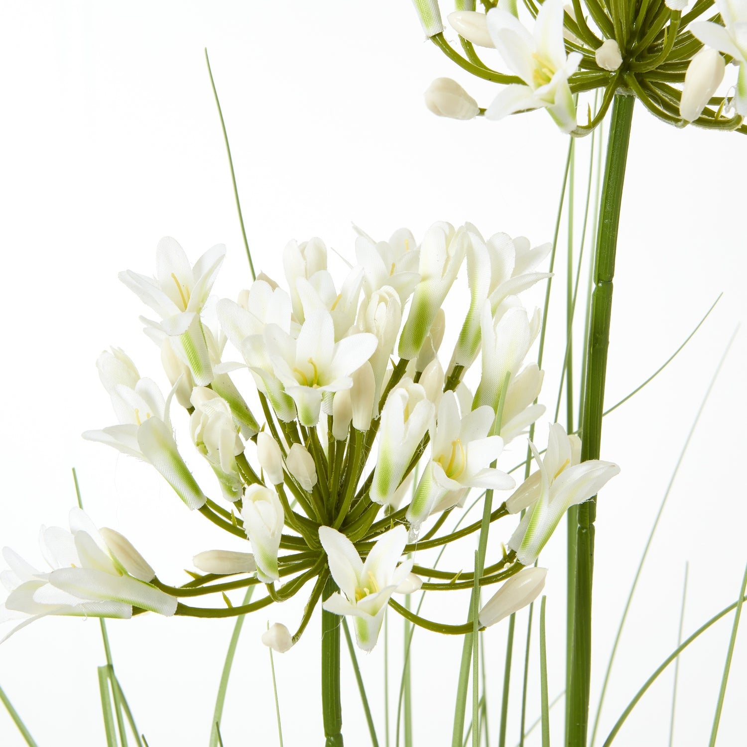 Large White Meadow Plant In Pot