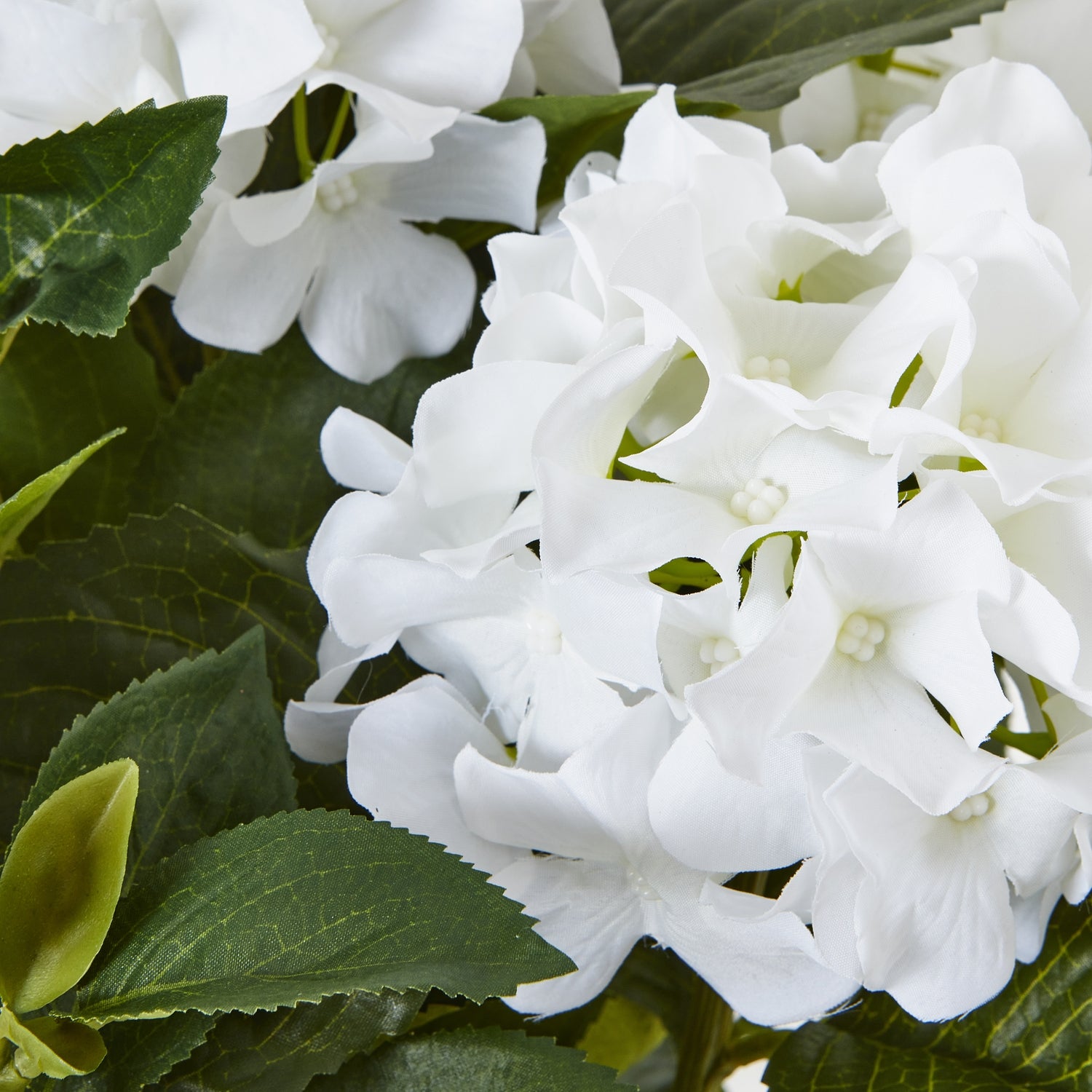 Large Green Hydrangea Plant In Pot