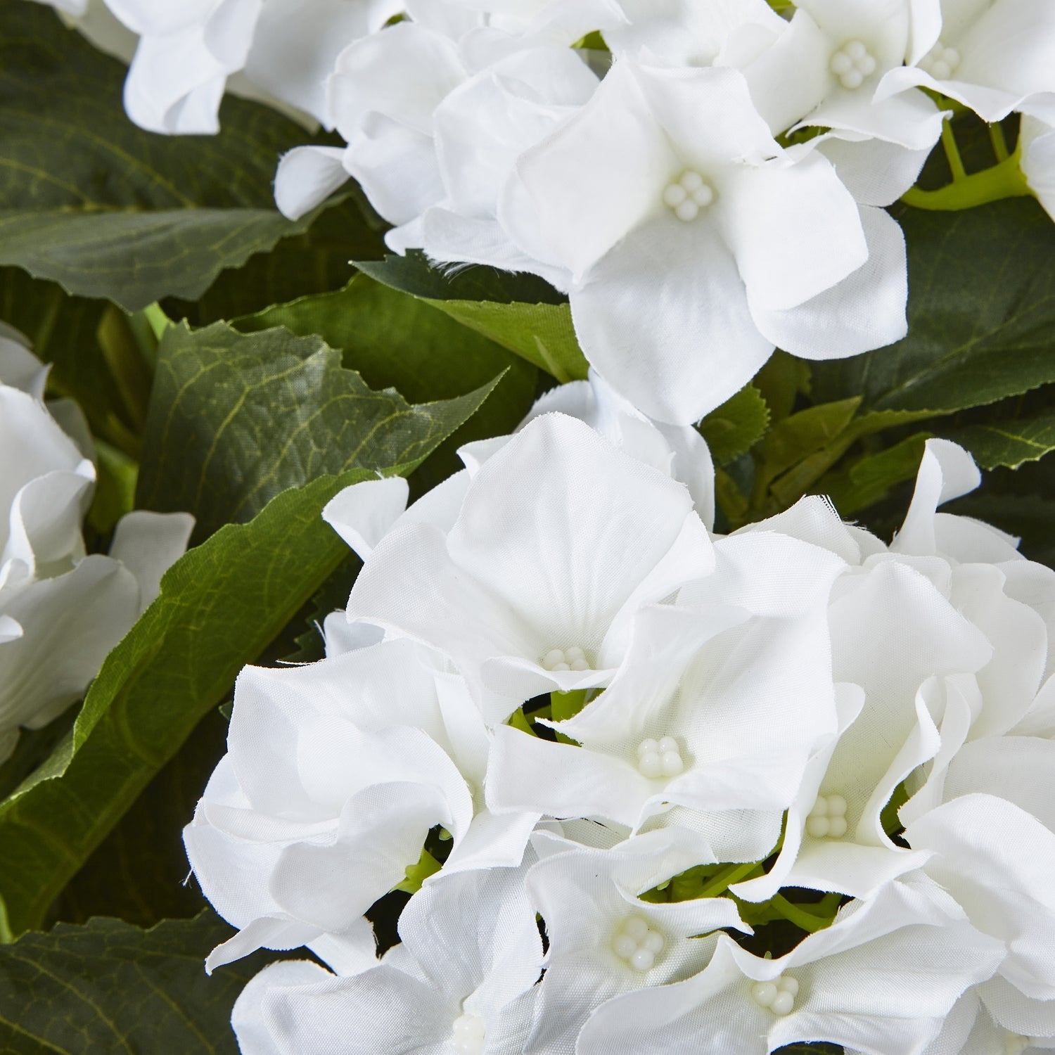 Medium Purple Hydrangea Plant In Pot