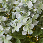 Large Pink Hydrangea Plant In Pot