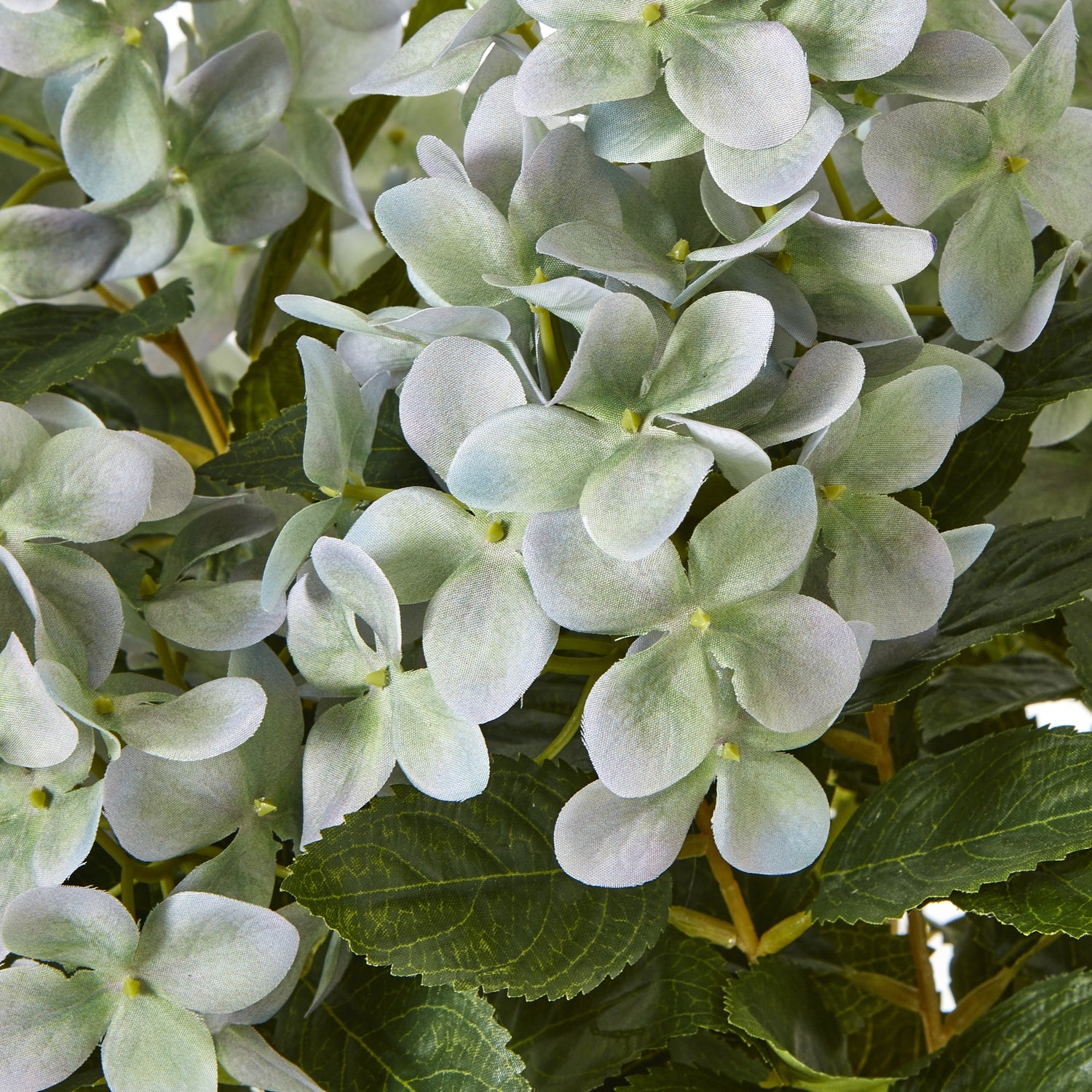 Large Pink Hydrangea Plant In Pot