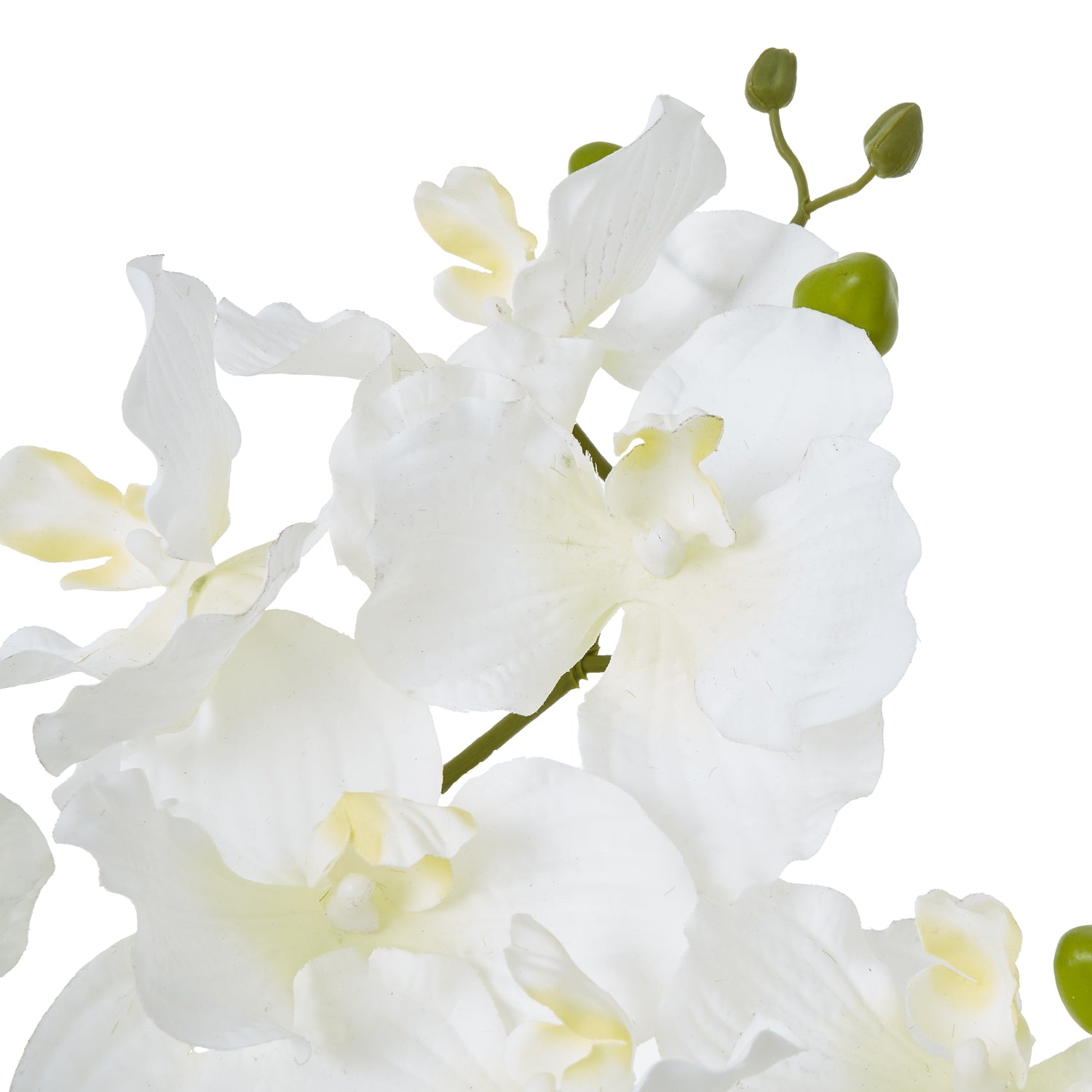 Medium Green Orchid In Ceramic Pot