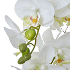 Extra Large Green Orchid In Ceramic Pot