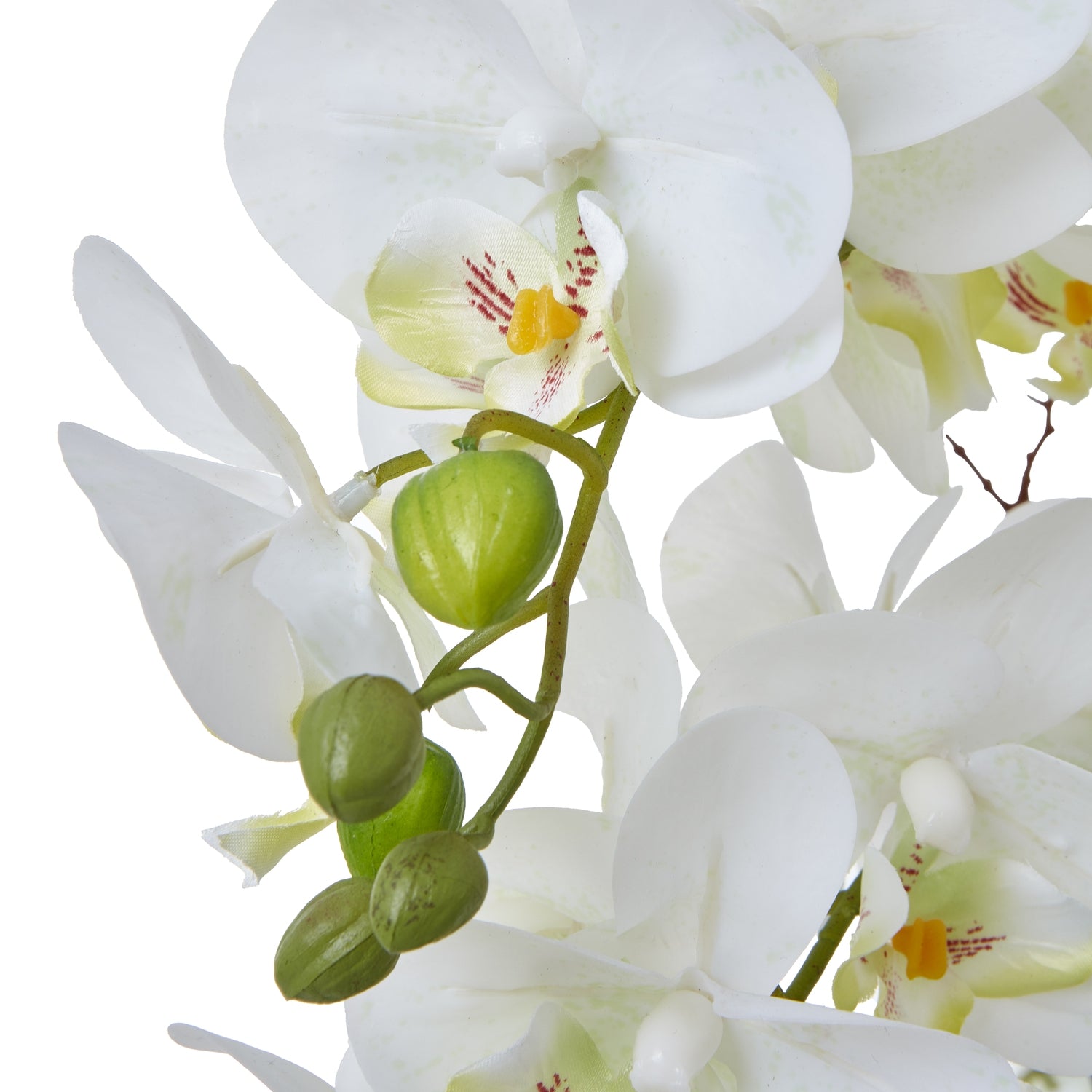 Extra Large Green Orchid In Ceramic Pot