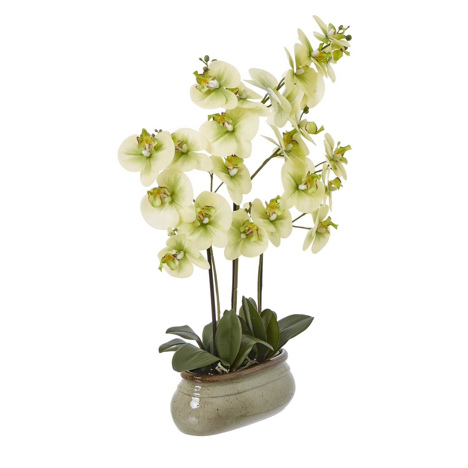 Green Hellebore Plant In Taupe Pot