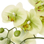 Deep Plum Hellebore Plant In Taupe Pot