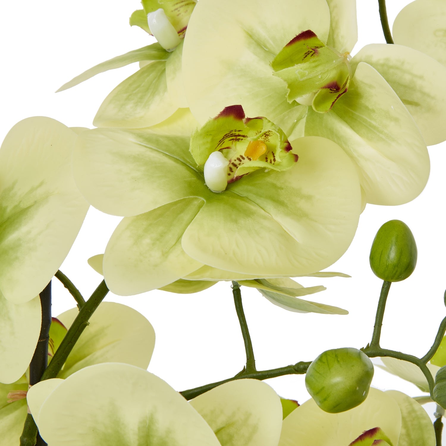 White Hellebore Plant In Grey Pot