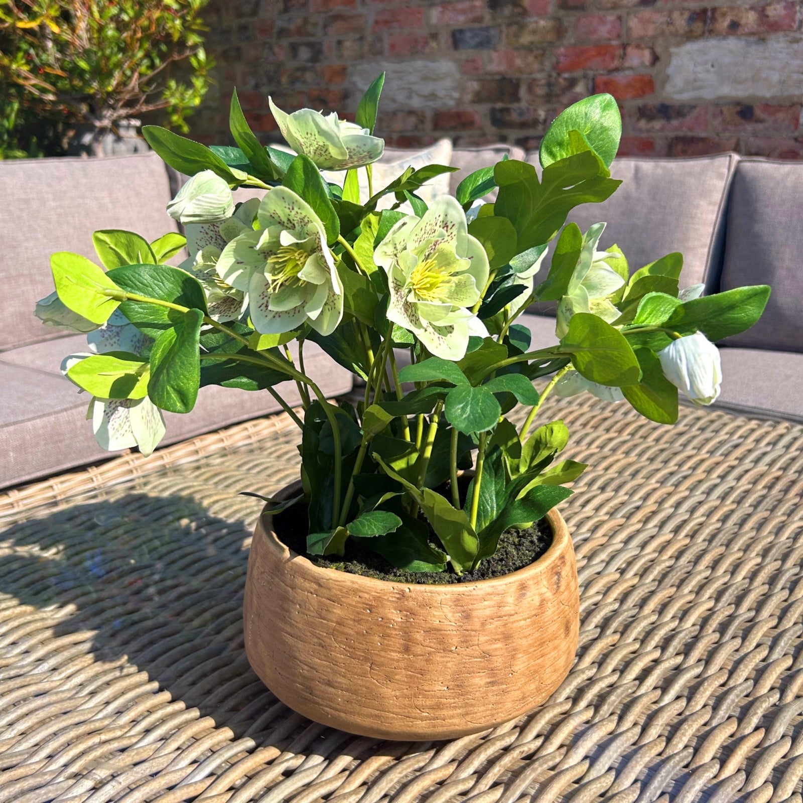 Variegated Pink Hellebore Plant In Grey Pot