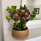 Large Green Hellebore in Taupe Pot