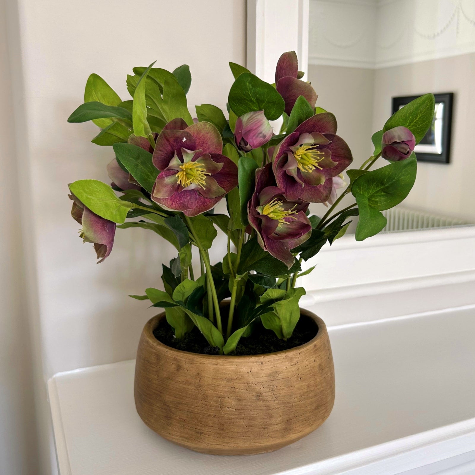 Large Green Hellebore in Taupe Pot