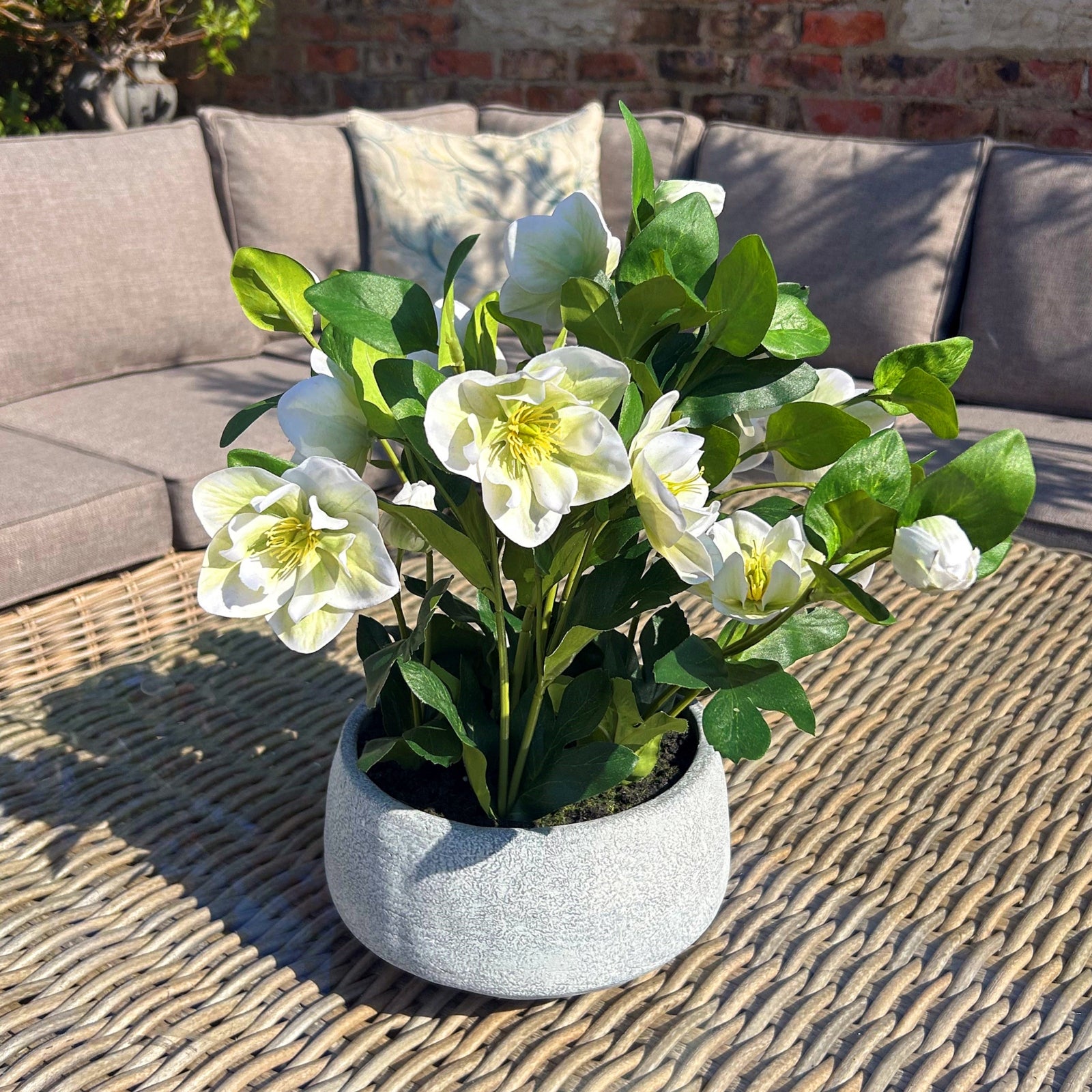Large White Hellebore In Grey Pot