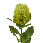 Cream Safflower Spray