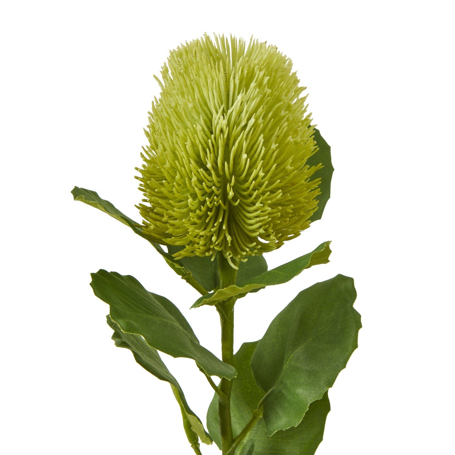 Cream Safflower Spray