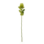 Green Banksia Stem