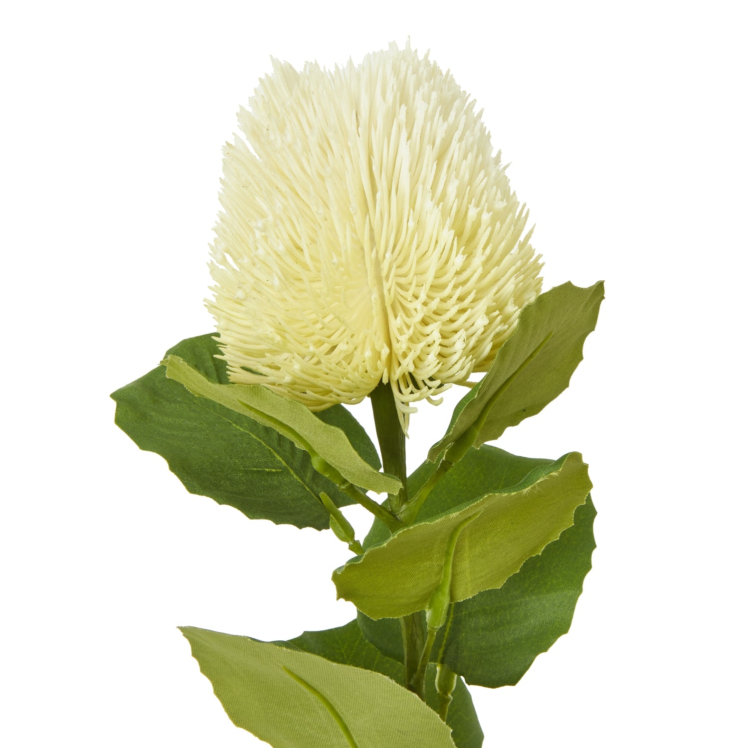 Cream Gloriosa Spray