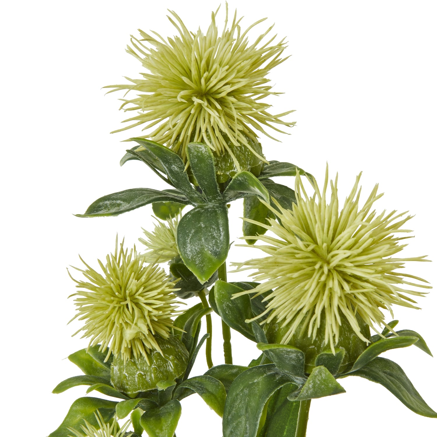 Cream Sea Holly Spray