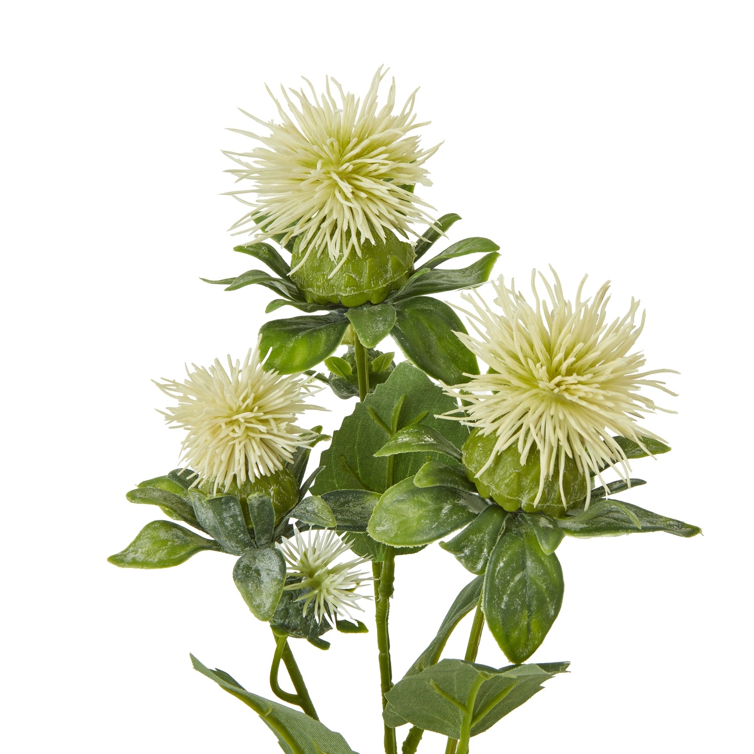 Green Sea Holly Spray