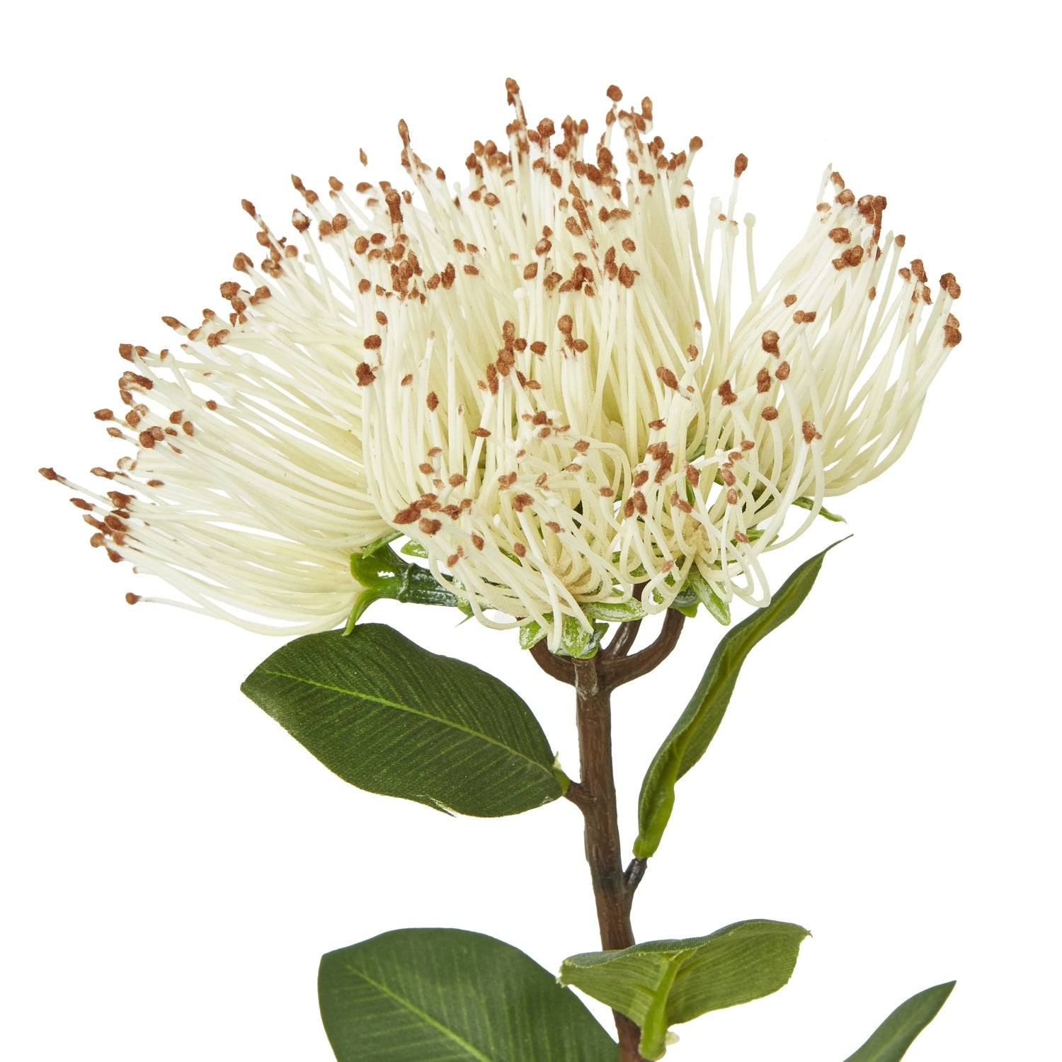 Cream Sedum Spray