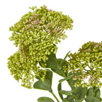 Cream Pearl Clematis Spray