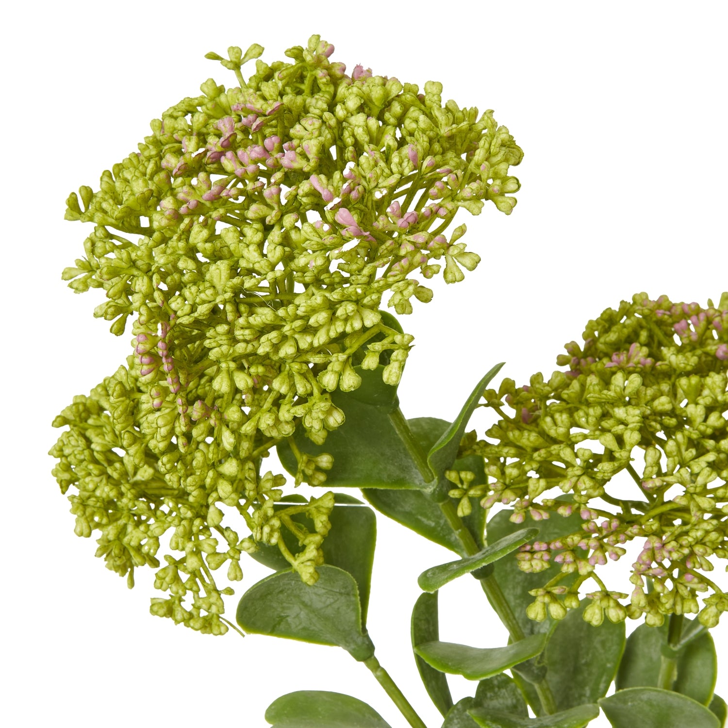 Cream Pearl Clematis Spray