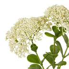 Large Cream Banksia Serrata Stem