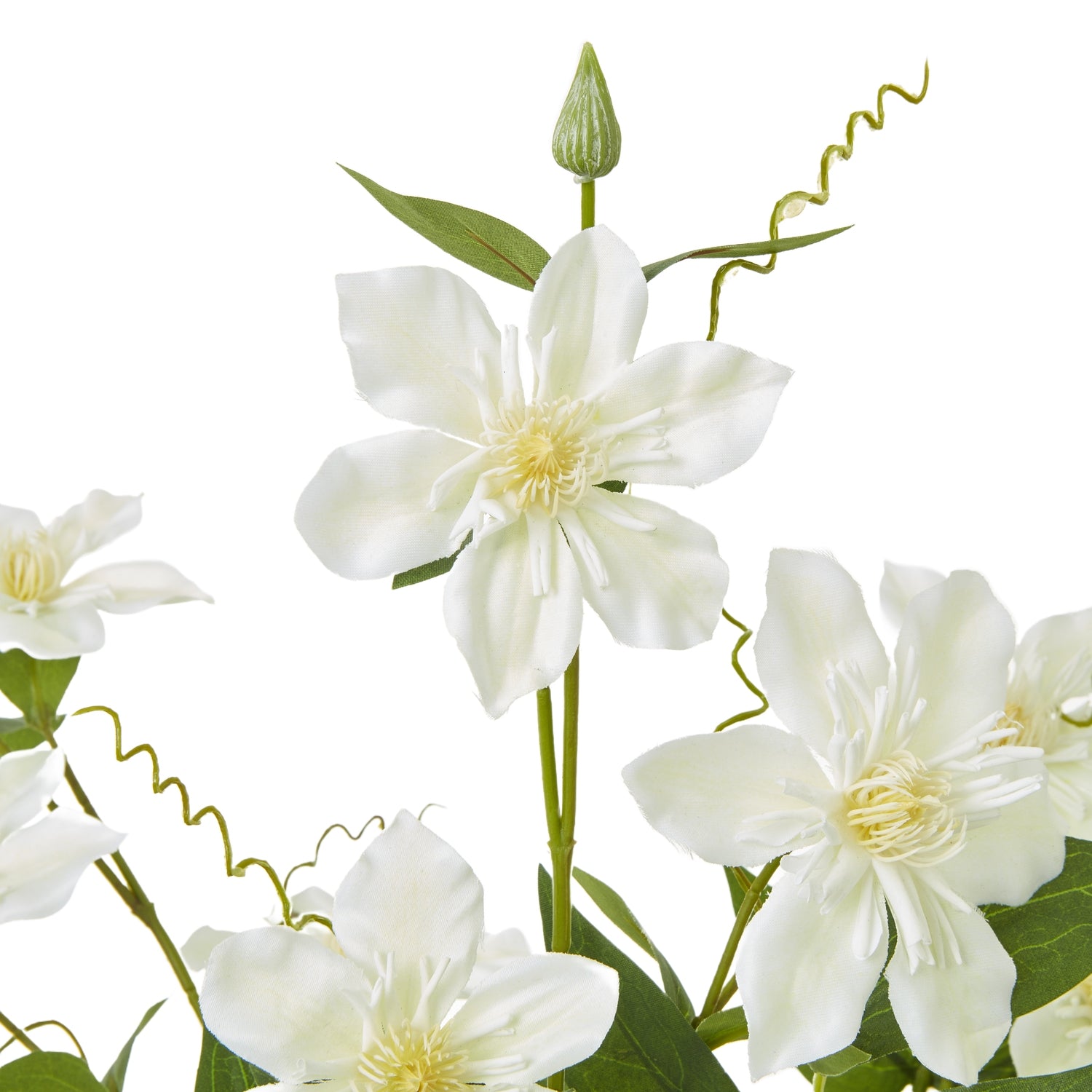 Cream Xanthium Spray