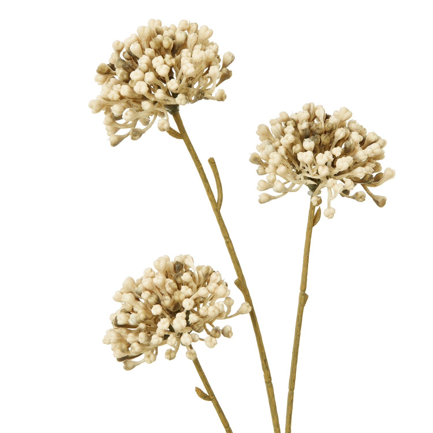 Green Snowball Viburnum Spray
