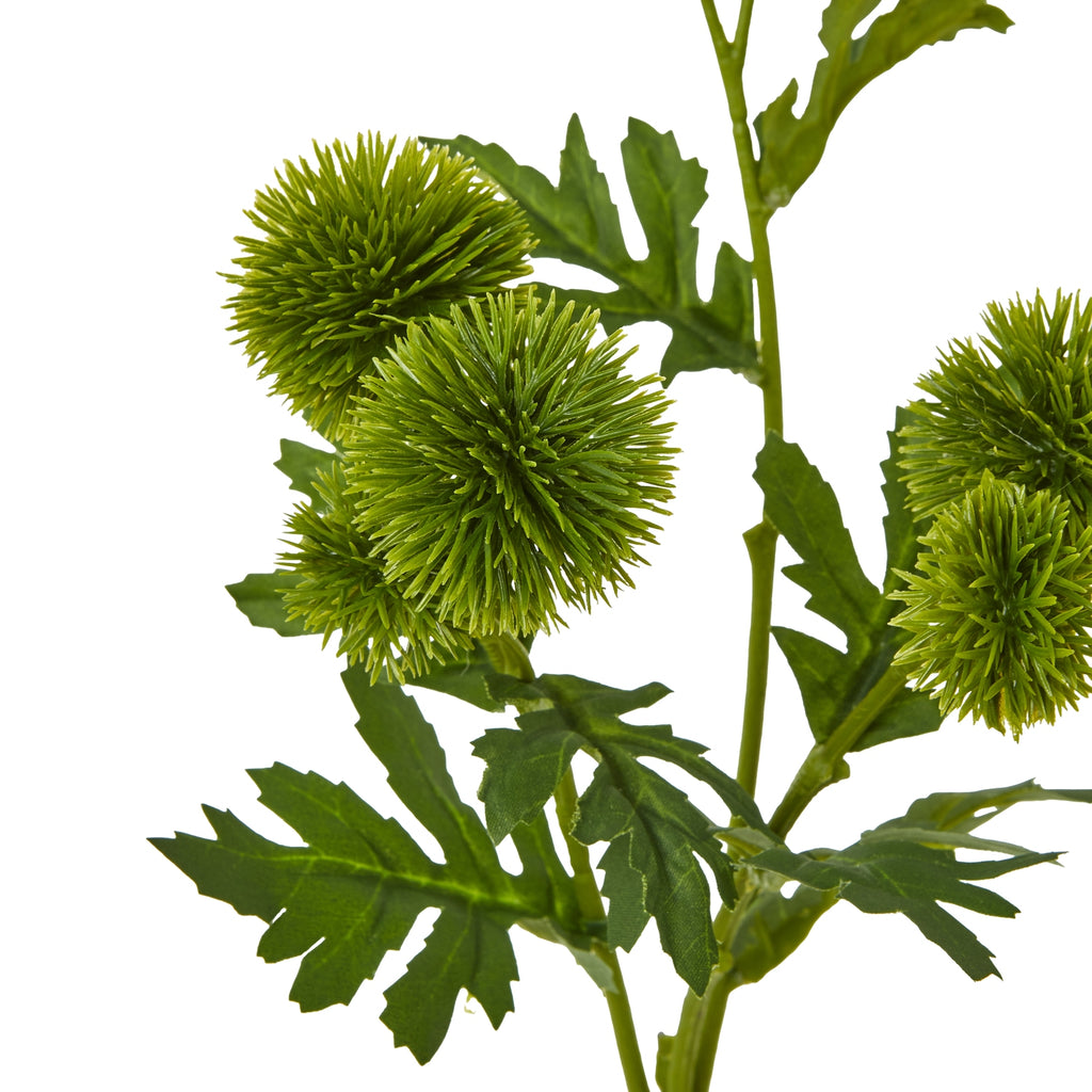 Green Pincushion Protea Spray