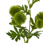 Green Pincushion Protea Spray